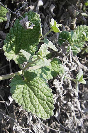 Nepeta x faassenii / Catmint, D Weinheim an der Bergstraße 24.4.2009