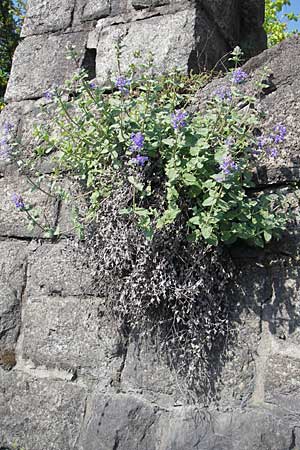 Nepeta x faassenii \ Hybrid-Katzenminze / Catmint, D Weinheim an der Bergstraße 24.4.2009