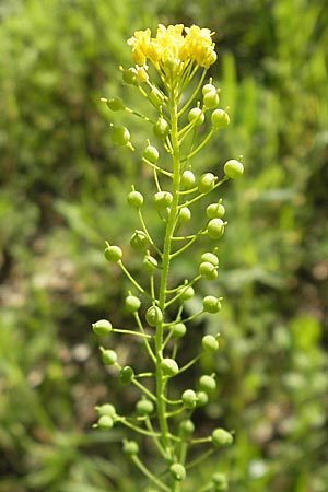 Neslia paniculata \ Finkensame / Ball Mustard, D Nördlingen 23.5.2009