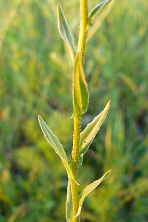 Neslia paniculata / Ball Mustard, D Nördlingen 22.5.2009