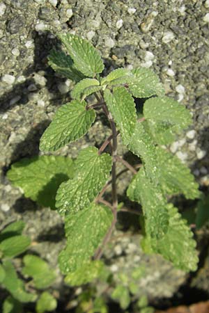 Nepeta x faassenii / Catmint, D Karlsruhe 29.10.2011