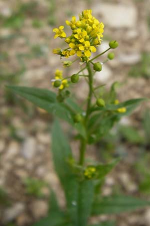 Neslia paniculata / Ball Mustard, D Friedewald 31.5.2014