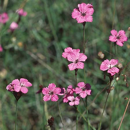 Dianthus carthusianorum subsp. carthusianorum \ Kartuser-Nelke, D Neuleiningen 19.6.2005