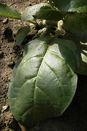 Nicotiana rustica \ Bauern-Tabak / Wild Tobacco, D Botan. Gar.  Universit.  Mainz 11.7.2009