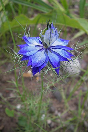 Nigella damascena \ Damaszener Schwarzkmmel, Jungfer im Grnen / Love in a Mist, Devil in a Bush, D Weinheim an der Bergstraße 13.7.2009