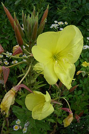 Oenothera glazioviana \ Rotkelchige Nachtkerze / Large-Flowered Evening Primrose, D Freiburg 12.7.2008