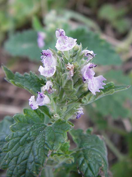 Nepeta nuda \ Kahle Katzenminze / Hairless Catnip, D Thüringen, Drei Gleichen 6.8.2013