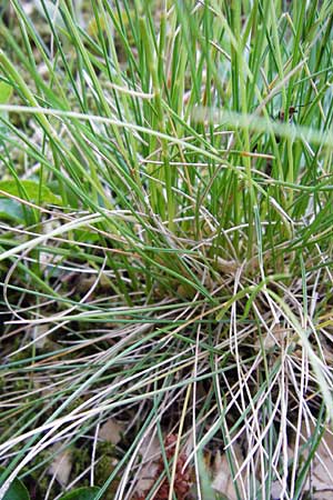 Nardus stricta \ Borst-Gras / Mat Grass, D Zwiesel 9.6.2014