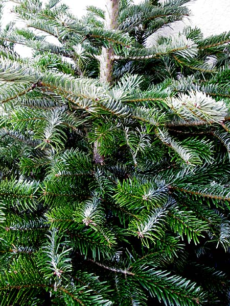 Abies nordmanniana \ Nordmann-Tanne, Kaukasus-Tanne / Nordmann Fir, Caucasian Fir, D Odenwald 22.12.2013