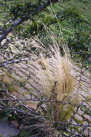 Nassella tenuissima / Mexican Feather Grass, D Mannheim 17.2.2014