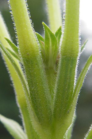 Oenothera suaveolens \ Wohlriechende Nachtkerze, D Viernheim 21.7.2011