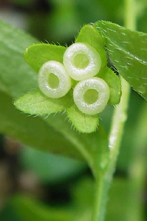 Omphalodes scorpioides \ Wald-Nabelnsschen, Wald-Gedenkemein / Navelwort, D Schweinfurt 5.5.2013