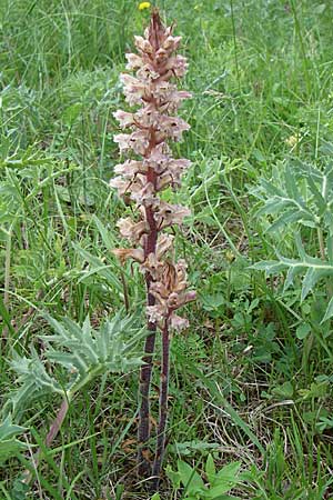 Orobanche amethystea \ Amethyst-Sommerwurz / Seaholly Broomrape, D Zeutern 29.5.2008