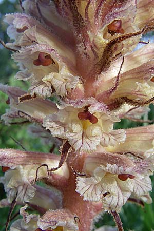 Orobanche amethystea \ Amethyst-Sommerwurz / Seaholly Broomrape, D Zeutern 29.5.2008