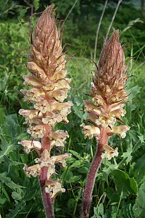 Orobanche amethystea / Seaholly Broomrape, D Zeutern 29.5.2008