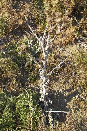 Onopordum acanthium \ Gewhnliche Esels-Distel / Cotton Thistle, D Mannheim 30.9.2011