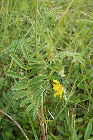 Onobrychis arenaria \ Sand-Esparsette / Hungarian Sainfoin, D Nördlingen 8.6.2012