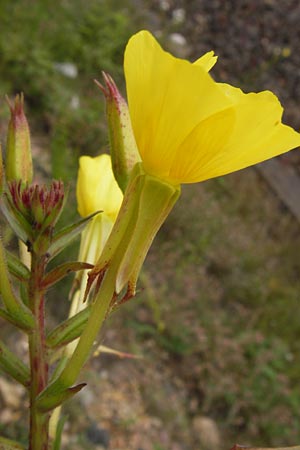 Oenothera angustissima / Red-Tips Evening Primrose, D Frankfurt-Louisa 14.7.2012