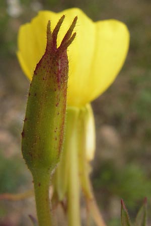 Oenothera angustissima \ Schmalblttrige Nachtkerze / Red-Tips Evening Primrose, D Frankfurt-Louisa 14.7.2012