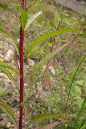 Oenothera angustissima \ Schmalblttrige Nachtkerze / Red-Tips Evening Primrose, D Frankfurt-Louisa 14.7.2012