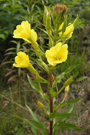 Oenothera angustissima \ Schmalblttrige Nachtkerze / Red-Tips Evening Primrose, D Frankfurt-Louisa 14.7.2012