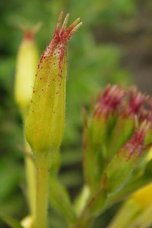 Oenothera angustissima \ Schmalblttrige Nachtkerze / Red-Tips Evening Primrose, D Frankfurt-Louisa 14.7.2012