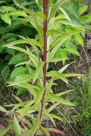 Oenothera angustissima \ Schmalblttrige Nachtkerze / Red-Tips Evening Primrose, D Frankfurt-Louisa 14.7.2012