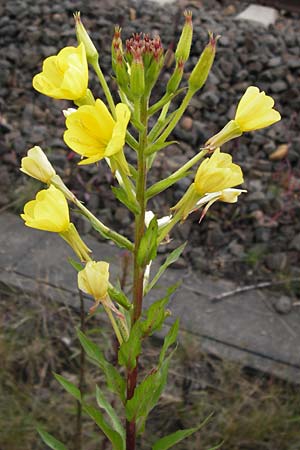 Oenothera angustissima / Red-Tips Evening Primrose, D Frankfurt-Louisa 14.7.2012