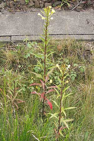 Oenothera angustissima \ Schmalblttrige Nachtkerze / Red-Tips Evening Primrose, D Frankfurt-Louisa 14.7.2012