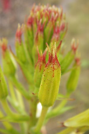 Oenothera angustissima / Red-Tips Evening Primrose, D Frankfurt-Louisa 14.7.2012