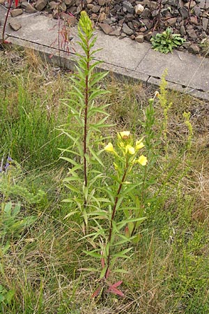 Oenothera angustissima / Red-Tips Evening Primrose, D Frankfurt-Louisa 14.7.2012