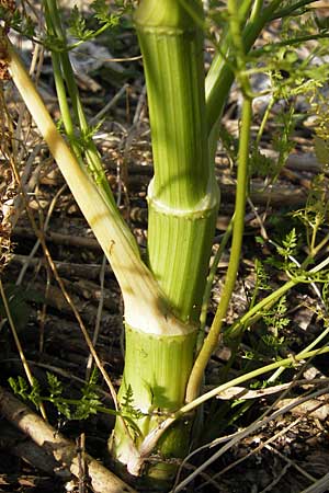 Oenanthe aquatica \ Groer Wasserfenchel, Pferdesaat, D Lampertheim 10.7.2013