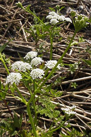 Oenanthe aquatica \ Groer Wasserfenchel, Pferdesaat / Fine-Leaved Water Dropwort, D Lampertheim 10.7.2013