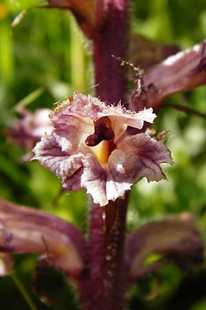 Orobanche amethystea \ Amethyst-Sommerwurz, D Ketsch 16.5.2014