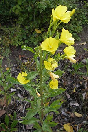 Oenothera rubriaxis \ Rotachsige Nachtkerze / Red-Axis Evening Primrose, D Mannheim 14.7.2011