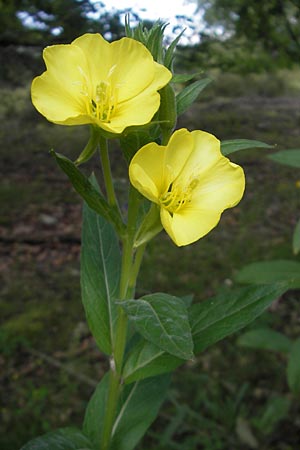 Oenothera biennis, Gewöhnliche Nachtkerze