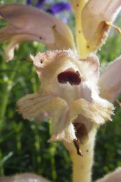 Orobanche caryophyllacea \ Labkraut-Sommerwurz, Nelken-Sommerwurz, D Nördlingen 23.5.2009