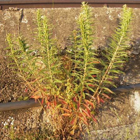 Oenothera oakesiana \ Ksten-Nachtkerze, Sand-Nachtkerze / Sandy Evening Primrose, D Mannheim 8.7.2011