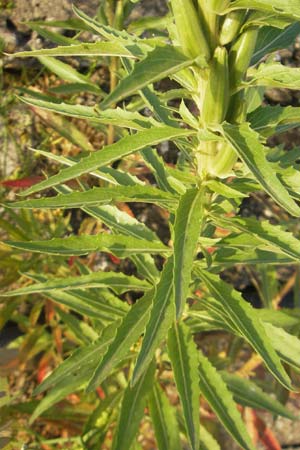 Oenothera oakesiana \ Ksten-Nachtkerze, Sand-Nachtkerze, D Mannheim 8.7.2011