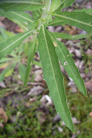 Oenothera oakesiana \ Ksten-Nachtkerze, Sand-Nachtkerze, D Schwetzingen 14.7.2011