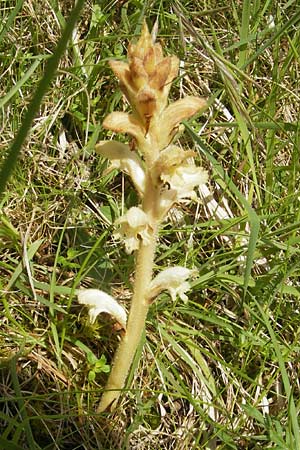 Orobanche caryophyllacea \ Labkraut-Sommerwurz, Nelken-Sommerwurz / Bedstraw Broomrape, D Solnhofen 5.6.2012