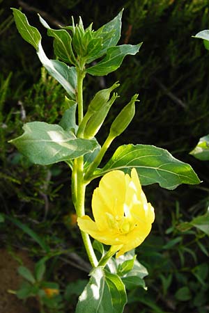 Oenothera spec4 ? \ Nachtkerze / Evening Primrose, D Mannheim-Pfingstberg 31.7.2014