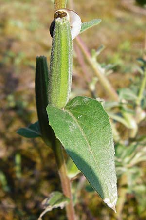 Oenothera spec4 ? \ Nachtkerze / Evening Primrose, D Mannheim-Pfingstberg 31.7.2014