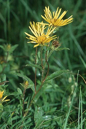 Pentanema hirtum / Hairy Fleabane, D Hurlach 10.7.2004