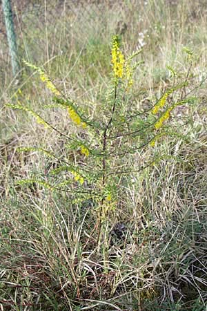 Odontites luteus / Yellow Bartsia, D Sandhausen 26.8.2008