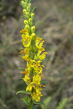 Odontites luteus / Yellow Bartsia, D Sandhausen 26.8.2008