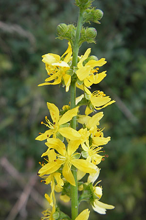 Agrimonia procera \ Wohlriechender Odermennig, D Hanau 20.7.2009