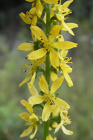 Agrimonia procera \ Wohlriechender Odermennig, D Hanau 20.7.2009