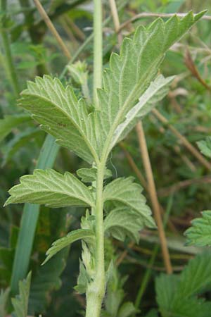 Agrimonia procera \ Wohlriechender Odermennig / Fragrant Agrimony, D Hanau 20.7.2009