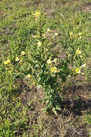 Oenothera fallax \ Tuschende Nachtkerze / Intermediate Evening Primrose, D Mannheim 12.7.2011